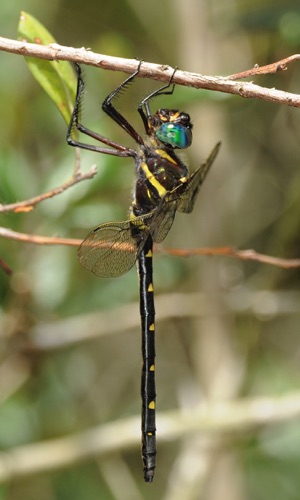 Female
2009_08_15_FL